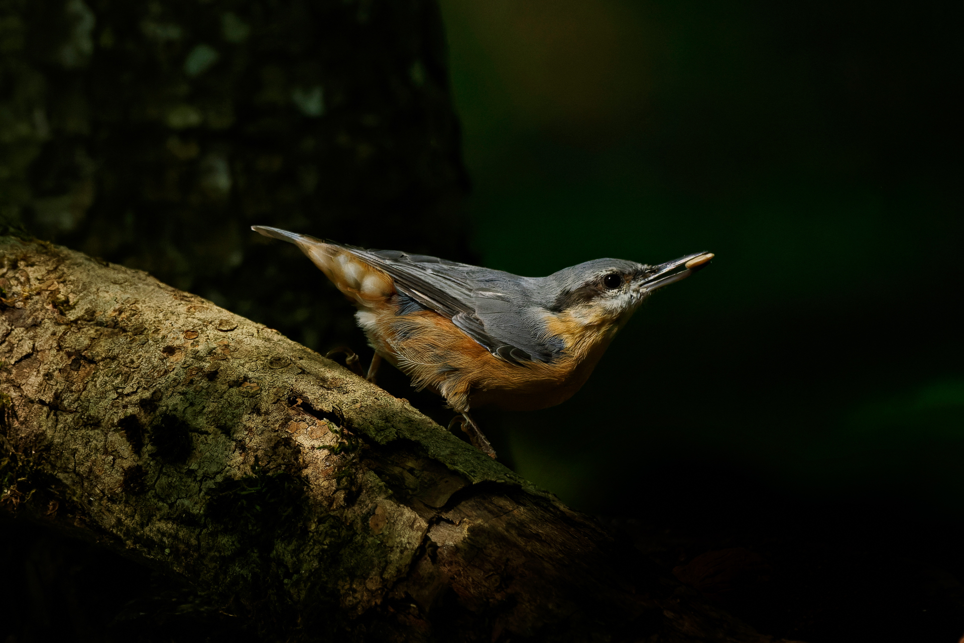 Clair obscur à Domancy
